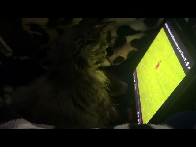 Nyxie’s Mini Theatre – Watch Her Enjoy Cat Videos on Her iPad Part 1