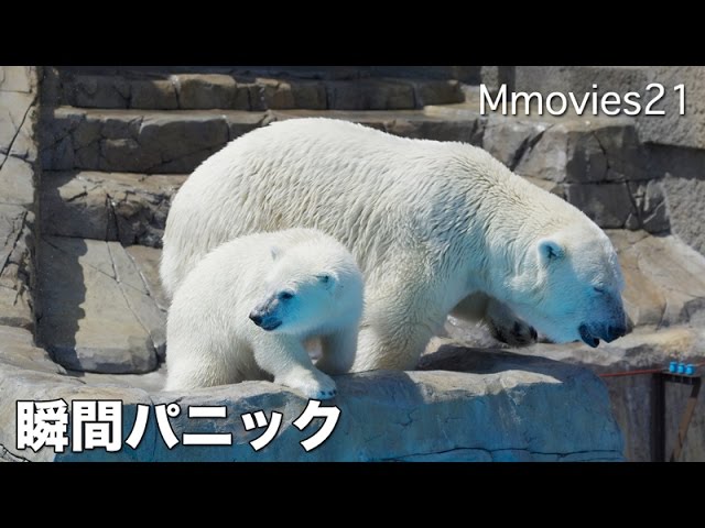 Panic in the water discharge, Polar Bear cub シャワーにビビるリラ