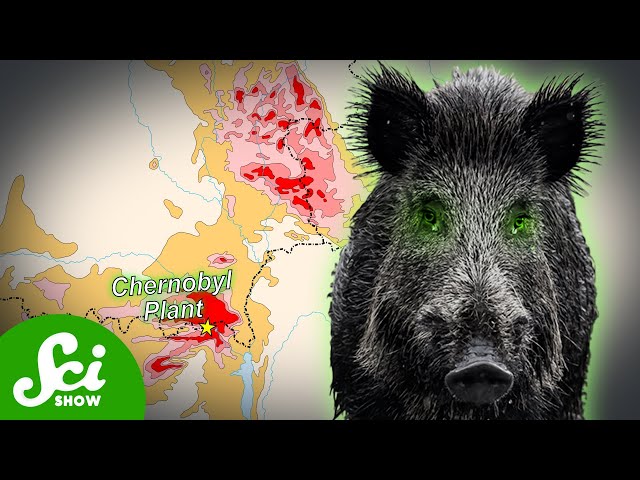 Chernobyl's Radioactive Wild Boar Paradox