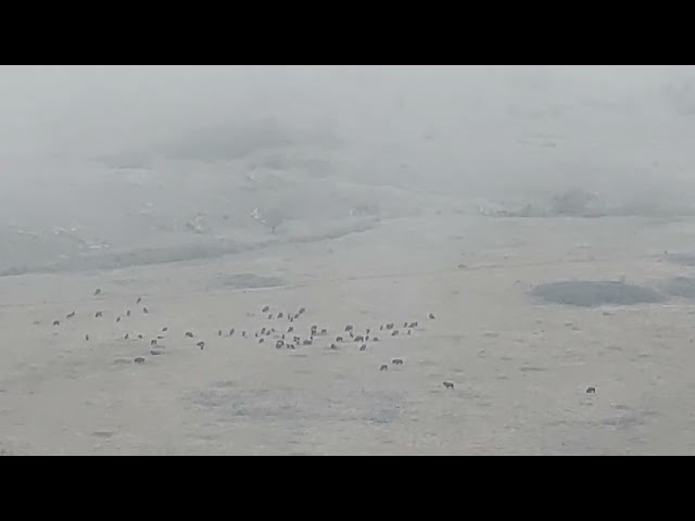 MASSIVE BUFFALO HERD!!! WICHITA MOUNTAIN REFUGE!!!!  VIDEO #1