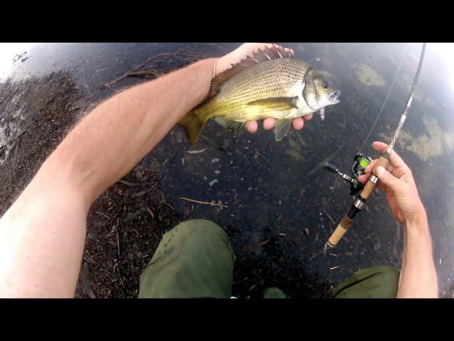 Bream Fishing Tasmania Australia