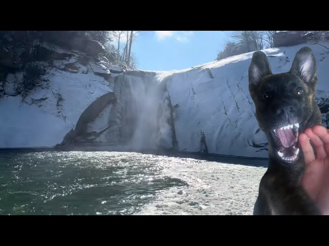 WNC Snow Hike With Belgian Malinois-Elk River Falls Appalachian Trail Carvers Gap Roan Mtn