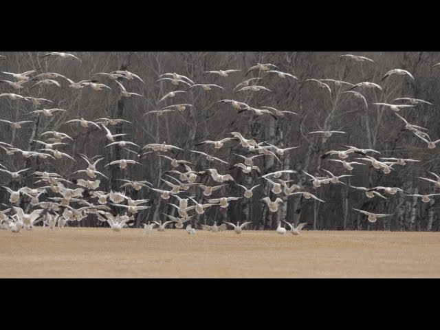 Hired to Hunt Season 4 #7: Damage Control.  Goose Hunting and Duck Hunting.  Limit Hunts in Alberta