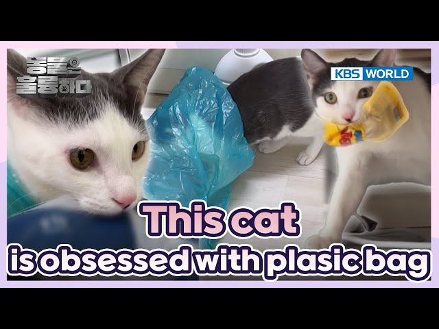 He's wearing the plastic bag!🤓 [Animals Are Incredible : EP.6-1] | KBS WORLD TV 250205