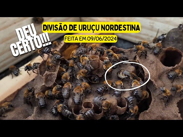 Atualização da divisão da uruçu nordestina - #meliponarioatc