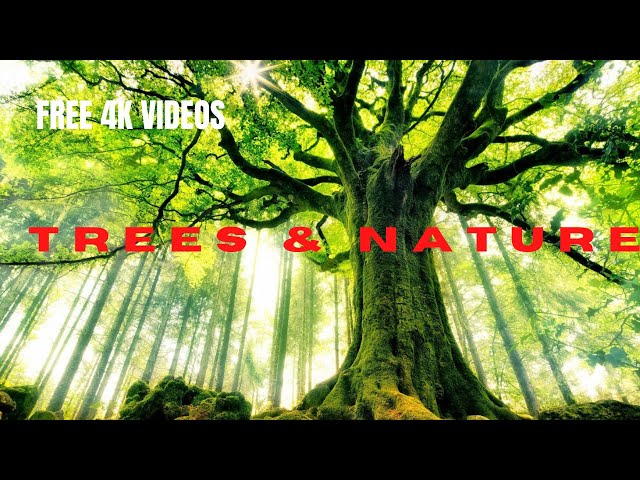 FREE 4K/HD TREES//FALLING LEAVES//WATERFALL//FOREST STOCK VIDEOS - NO COPYRIGHT FOOTAGE.