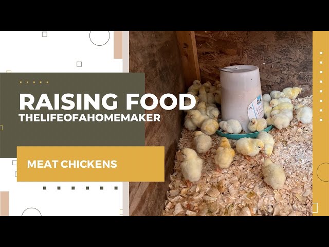 Baby Chicks Day - Homesteading - The Life of a Homemaker