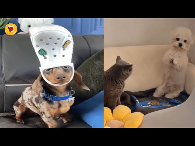 Funniest Animals & Cute Pets 😹New Funny Cats & Dogs Videos #12. #cat #dog #funnyanimals