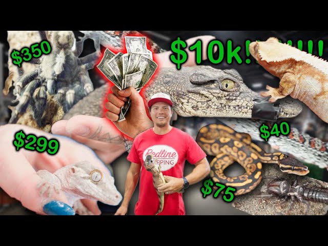 Finding the Cheapest & Most Expensive Reptiles at the Pacific Northwest Reptile Show!