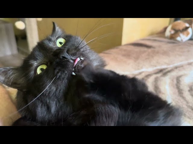 Sweet and Cute Cat Cherry. Funny cat video 2024 in 4K ) Have you ever seen so sweet cats ? 🐱