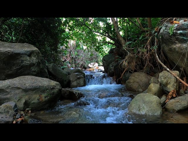 Soothing Stream Water Flowing Over Stones – Babbling Brook & Morning Forest Sounds | ASMR