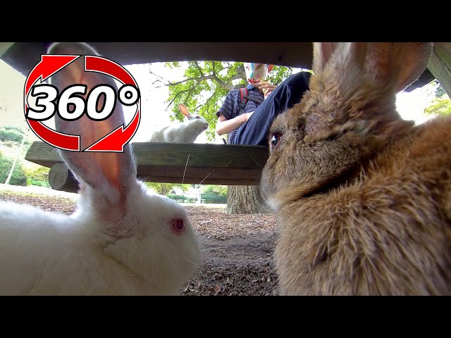 【360 Video】Get food under the table.😋Actually, there is a rabbit on the chair.🐇