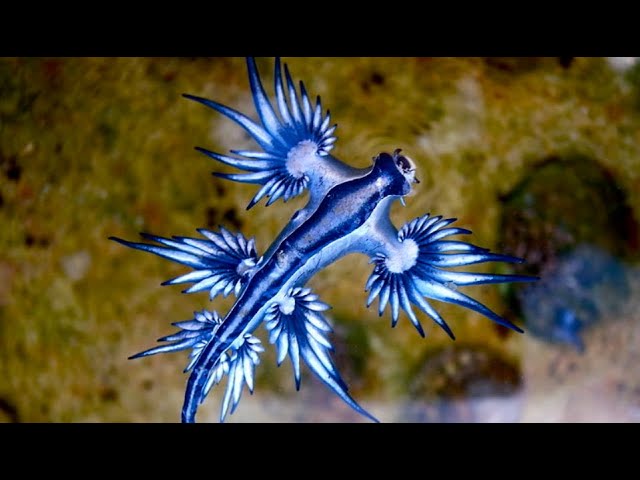 Facts: The Blue Sea Dragon