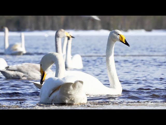 The Finnish national bird Whooper Swan feeds on a winter lake in Kuusamo 4K HDR