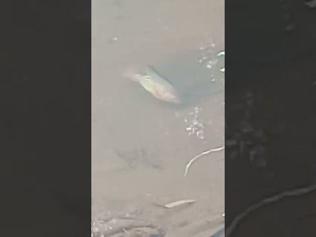 ciri ciri sarang ikan nila