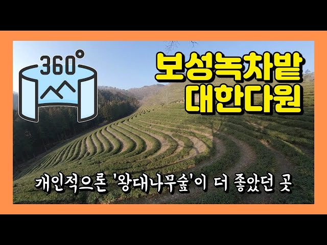 360VR 【5.7K】 #168 🇰🇷보성여행 | 순천&보성 팸투어4 - 대한다원 보성녹차밭 (기념품샵 / 차밭전망대 / 중앙전망대 / 대나무숲) [Insta360 ONE X]