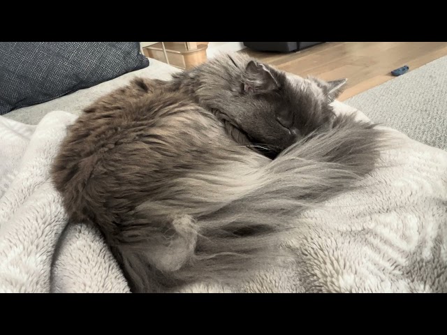 Sleepy grey cat 🐈‍⬛ 💤