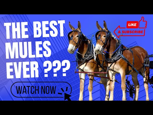 Meet the World's TOP Draft Mule Team!