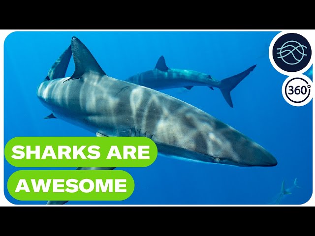 Sharks are awesome #360video