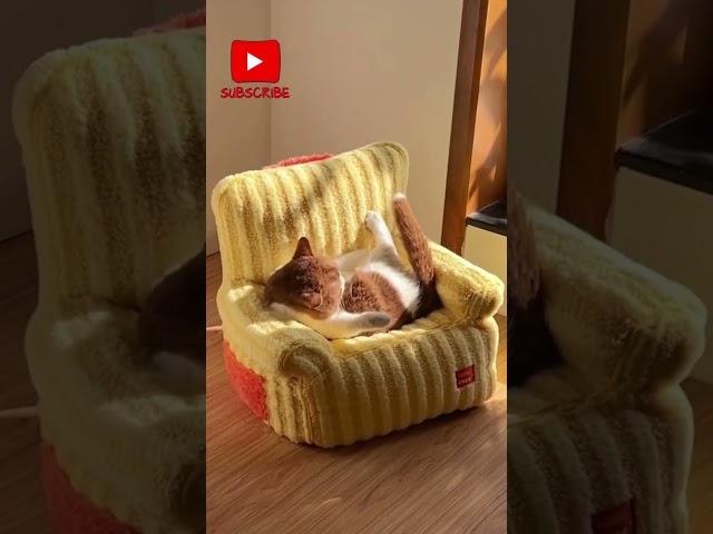 Top Viral Videos That Prove Cats and Dogs Are Sworn Enemies