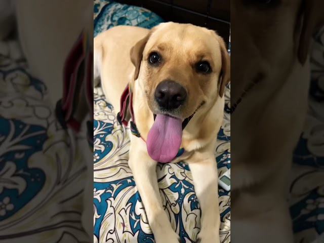 #shortsfeed #pet  #labrador #yt #cute #minivlog #cute #shorts #dog #pets #puppy #animals #viralvideo