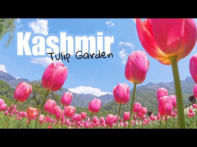 A walk in Tulip Garden, Kashmir (360 view)