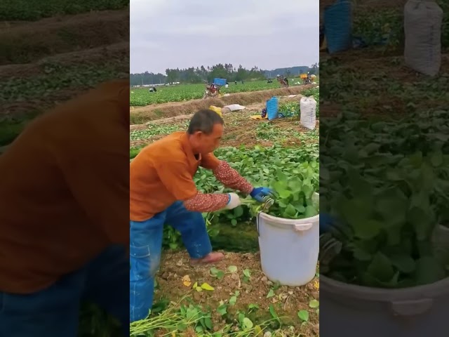 "Unlock Maximum Efficiency: Must-Have Broad Bean Harvesting Tools & Machinery You NEED!"