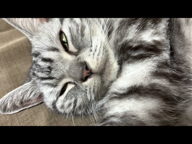 Cat purring sounds while making a woozy face. [ASMR for sleep]