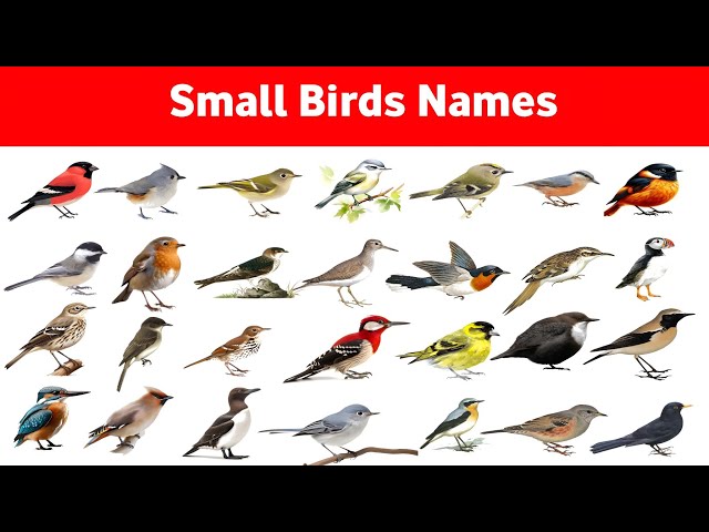 Small Birds Names | English Vocabulary | birds names with picture