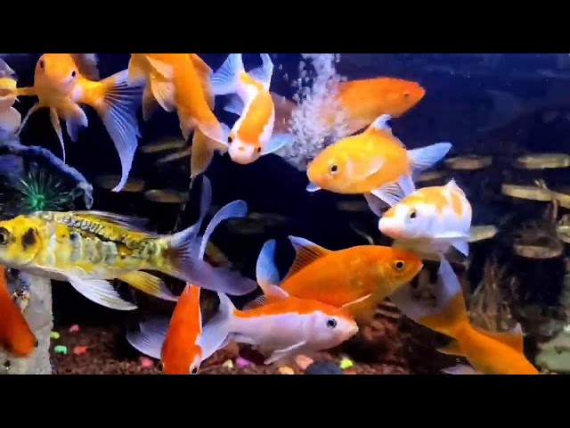 Aquarium Sounds Koi Fish Relieve Stress Find Calm // Water sounds for sleeping