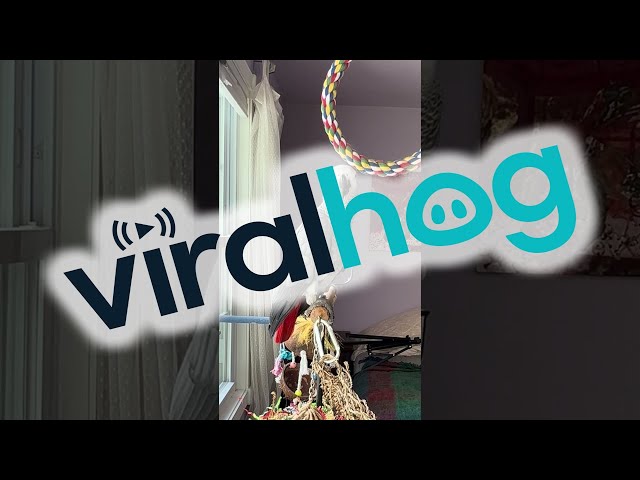 Parrot Left Speechless By Voice Assistant || ViralHog