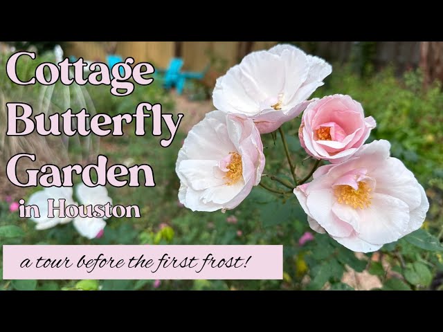 January 4,2025 Cottage Butterfly Garden tour in Houston Texas zone 9b