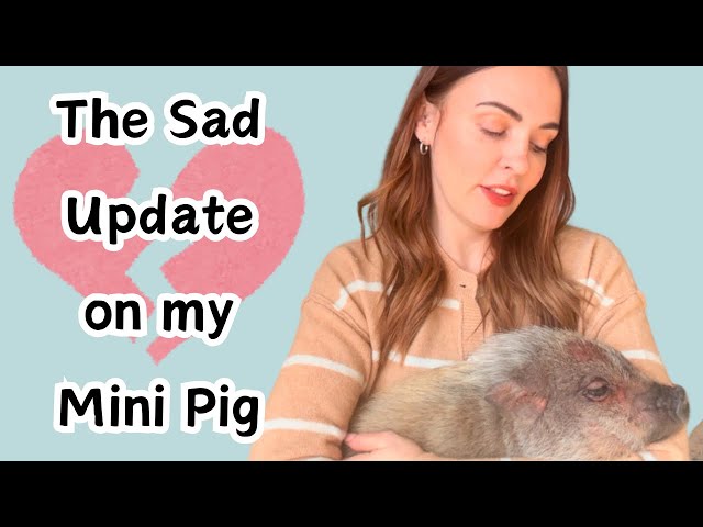 My Mini Pig is Sick: The Sad Update