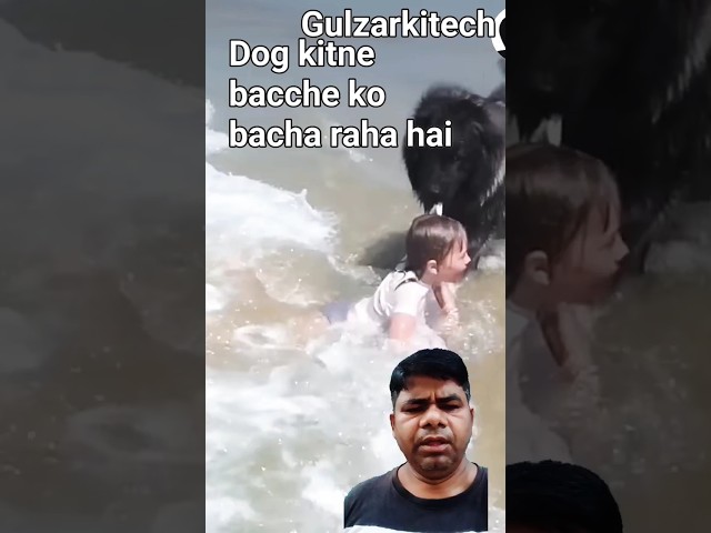 Dog Saves His Little Girl From The Ocean The Dodo        #love #shorts #shortvideo