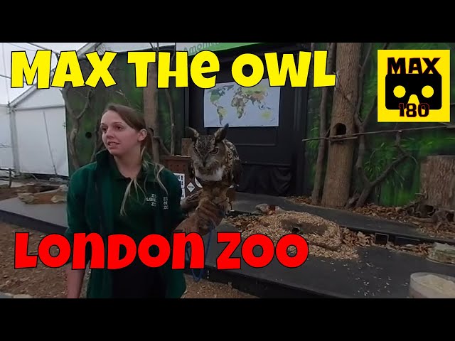 Max the Owl at London Zoo (VR180 - 3D)