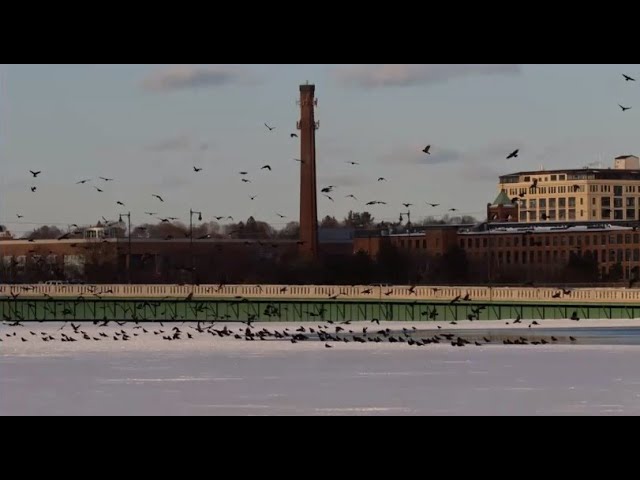 Amazing Crow Roost in Lowell, MA with Dana Duxbury-Fox and Bob Fox - York County Audubon