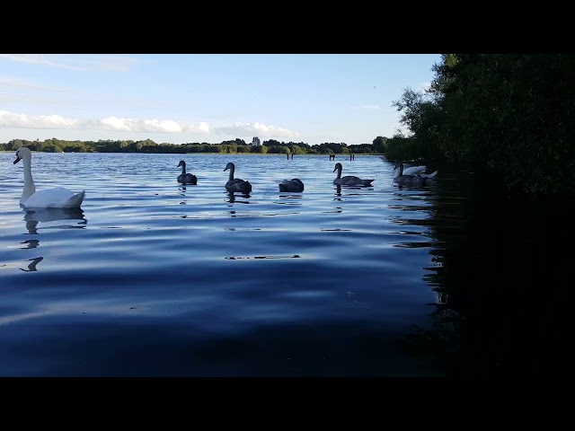 🇮🇪🦢 MUTE SWAN FAMILY🦢CYGNETS😍KINNEGO BAY IRELAND🇮🇪#tranquility💧LIKE👍subscribe🙏FULL video IN site😇Zen