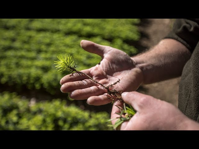 Restoring rainforest in Borneo