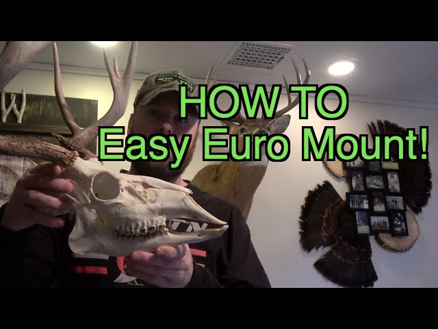 Quick and Easy European Mount | Deer Mount How To