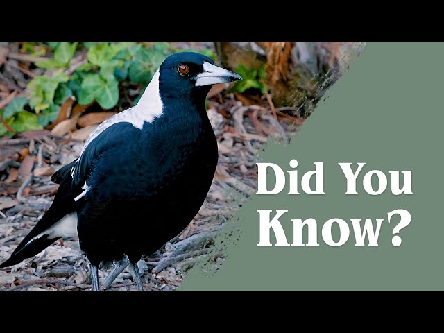 Australian Magpies - Everything you never knew