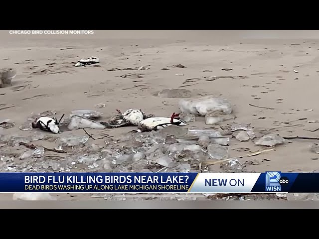 Dozens of dead birds wash up on Lake Michigan shore