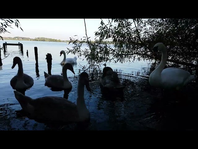 🇮🇪🦢 MUTE SWAN FAMILY🦢CYGNETS😍KINNEGO BAY IRELAND🇮🇪#tranquility💧LIKE👍subscribe🙏FULL video IN site😇Zen