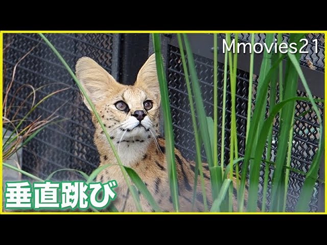 サーバルキャットの垂直跳び　Serval　jump