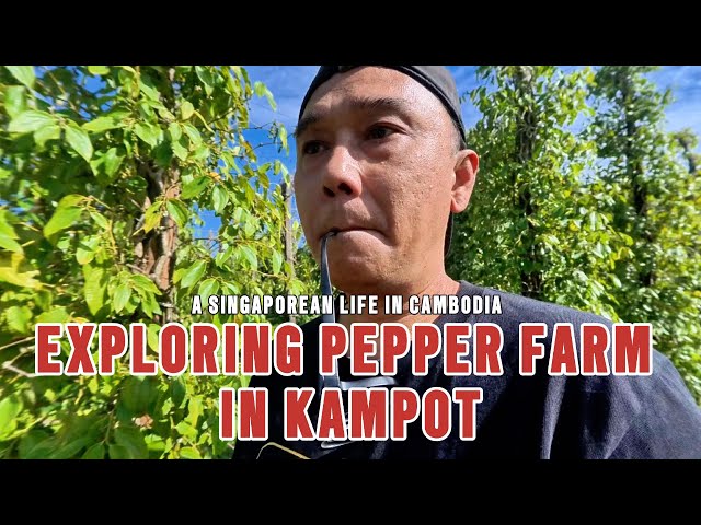 Discovering Kampot Pepper: Cambodia's King of Spices | Farm Tour