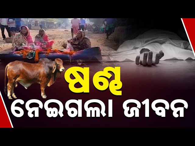 Bull Goes On Rampage In Bhubaneswar's Barimunda; 1 Killed | Details