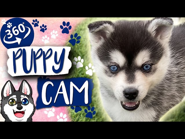 360 Virtual Reality Video With Puppies