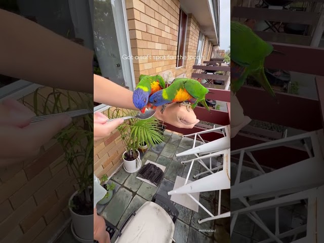 WILD Parrots EATING Out of My Hand