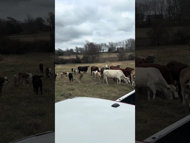 Cubed Cows Today (3k day) #farming