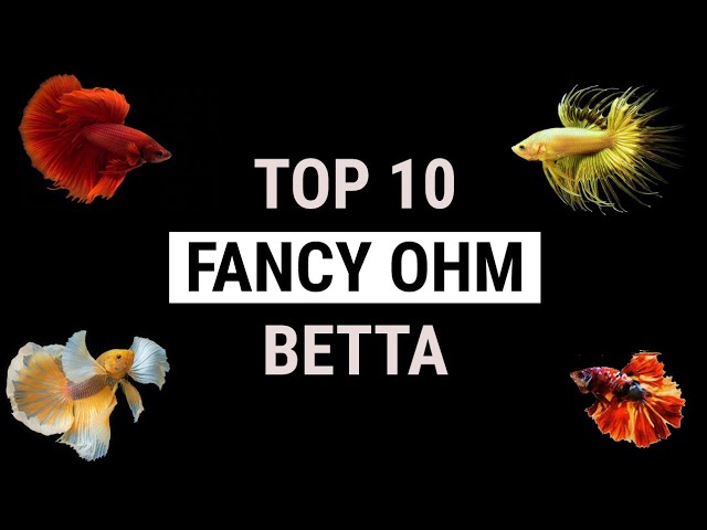 Top 10 Fancy Betta Fish | OHM Betta | Pets for You