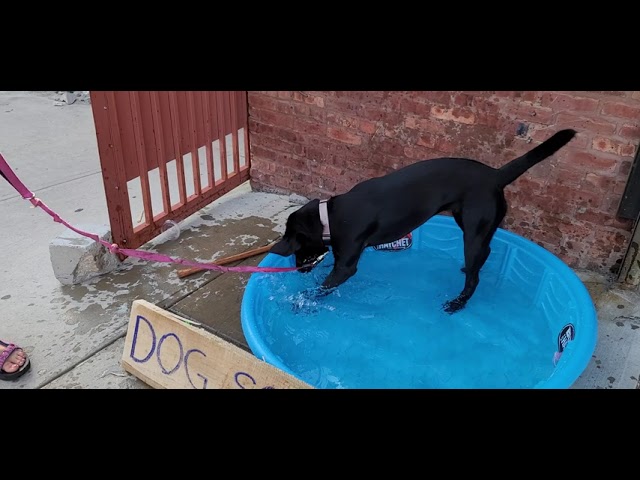 bth dog spash pool